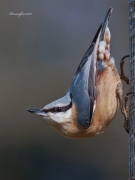 Ocells de La Garrotxa: Pica-soques Blau
