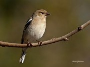 Ocells de La Garrotxa: Pinsà Comú