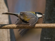 Ocells de La Garrotxa: Mallerenga Carbonera