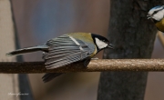 Ocells de La Garrotxa: Mallerenga Carbonera