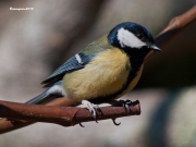 Ocells de la Garrotxa:Mallerenga Carbonera