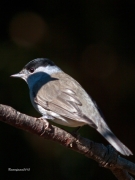 Ocells de la Garrotxa:Tallarol de  casquet.