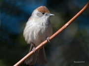 Ocells de la Garrotxa:Tallarol de  casquet.