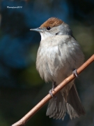 Ocells de la Garrotxa:Tallarol de  casquet.