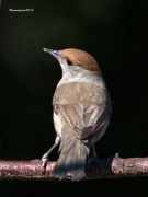 Ocells de la Garrotxa:Tallarol de  casquet.