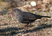 Ocells de la Garrotxa:Merla