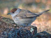 Ocells de la Garrotxa:Tallarol de  casquet.