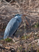 Nidificants del PNAE: Bernat Pescaire