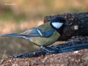 Ocells de la Garrotxa:Mallerenga Carbonera