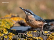 Ocells de la Garrotxa:Pica-soques Blau