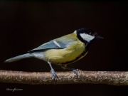 Ocells de La Garrotxa: Mallerenga Carbonera