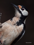 Ocells de la Garrotxa:Picot Garcer Gros