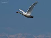 Al vol: Cigne mut