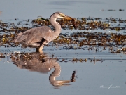 Ardèids al PNAE: Bernat Pescaire