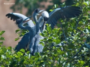 Nidificants al Ter: Bernat Pescaire