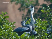 Nidificants al Ter: Bernat Pescaire