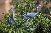 Nidificants al Ter: Bernat Pescaire