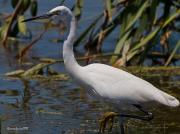 Nidificants al PNAE: Martinet Blanc