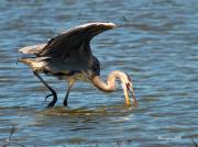 Nidificants al PNAE: Bernat Pescaire