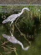 Nidificants al PNAE: Bernat Pescaire