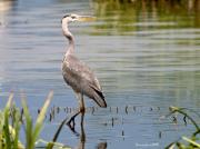 Nidificants al PNAE: Bernat Pescaire