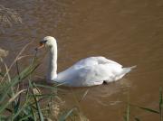 Cisne mudo (cygnus olor)