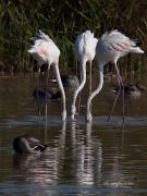 Visitants de pas al PNAE: Flamenc