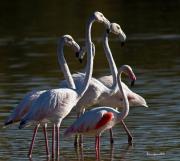 Visitants de pas al PNAE: Flamenc.