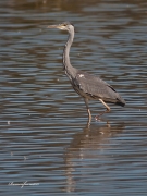 Nidificants del PNAE: Bernat Pescaire