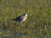 Hivernants al PNAE:Pigre Gris