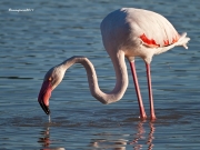 Visitants de Pas al PNAE:Flamenc
