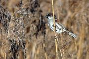 Pardal comú. Gorrión común (Passer domesticus)