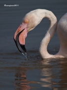 Visitants de Pas al PNAE:Flamenc