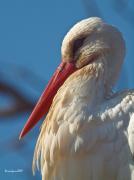 Nidificants al PNAE: Cigonya Blanca