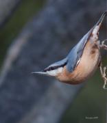 Ocells de La Garrotxa: Pica-soques Blau