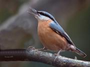 Ocells de La Garrotxa: Pica-soques Blau