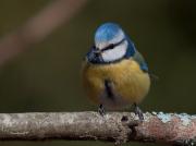 Ocells de La Garrotxa:Mallerenga Blava