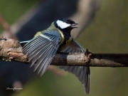 Ocells de La Garrotxa: Mallerenga Carbonera