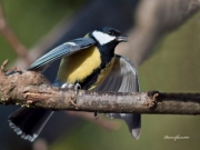 Ocells de La Garrotxa: Mallerenga Carbonera