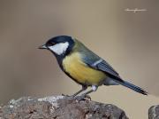 Ocells de La Garrotxa: Mallerenga Carbonera