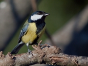 Ocells de La Garrotxa: Mallerenga Carbonera