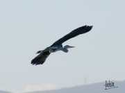 Escena escatológica de una garza real