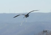 Escena escatológica de una garza real