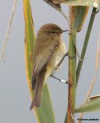 mosquiter comú (phylloscopus collybita)