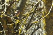 Pinsà comú (Fringilla coelebs)