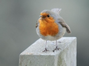 Pit-roig (Erithacus rubecula)