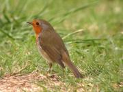 Rupit, petirrojo (Erithacus rubecula)