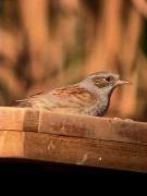 Pardal de bardissa, acentor común (Prunella modularis)