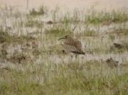 Polit cantaire, zarapito trinador, whimbrel, maçarico-galego (Numenius phaeopus)