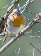 Pit roig, Petirrojo (Erythacus rubecula)